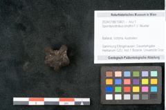 Foto (Objekt + Etikett) von Spondylostrobus smythii F.V. Mueller (NHMW-GEO-2024-0188-10401)